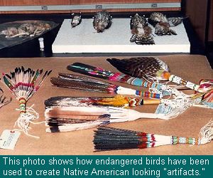 Misuse of endangered birds